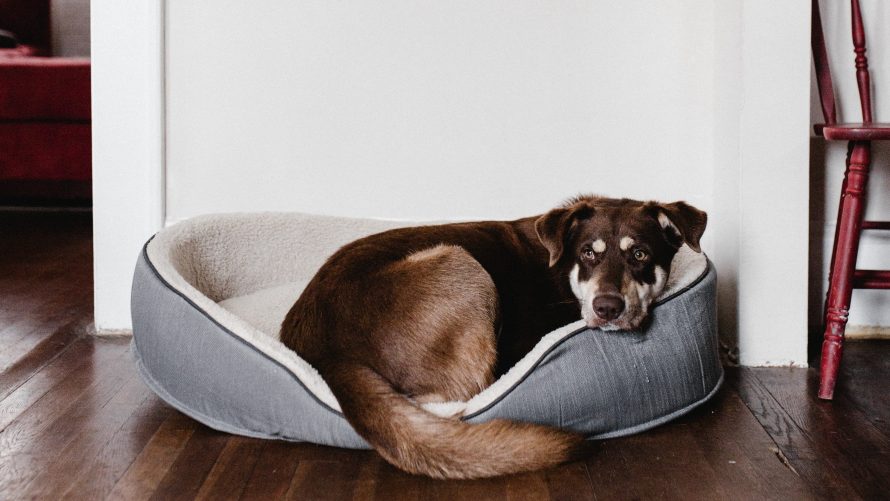 indestructible dog bed diy