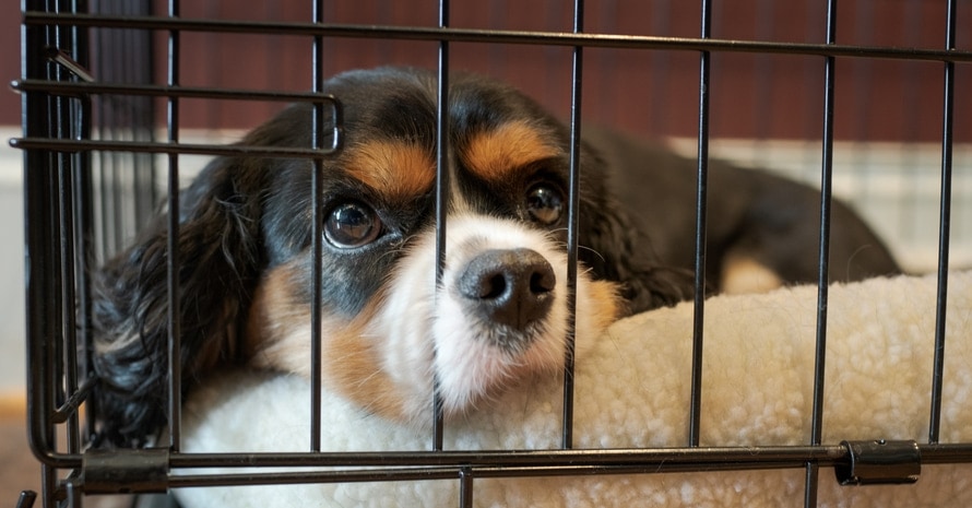 dog crates for dogs with separation anxiety